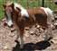 Mini-Go-Round's Shenandoah Buck
