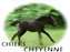 Chief's Cheyenne
