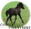 Chief's Cheyenne