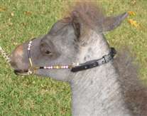 Click for large image