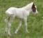 Comanche's Pearl