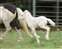 Comanche's Pearl