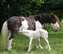 Comanche's Pearl