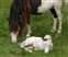 Comanche's Pearl