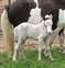 Comanche's Pearl