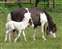 Comanche's Pearl