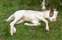 Comanche's Pearl