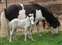 Comanche's Pearl