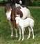 Comanche's Pearl