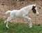 Comanche's Pearl