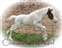Comanche's Pearl