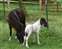 Comanche's Beethoven & his dam, Angel